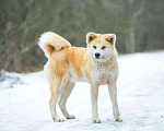Собаки в Москве: Милая Акита Ину Харуко в дар Девочка, Бесплатно - фото 4