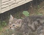 Кошки в других городах Ленинградской области: Котята 2,5 мес ищут дом, срочно! Им не выжить за городом! Разнополые, Бесплатно - фото 3