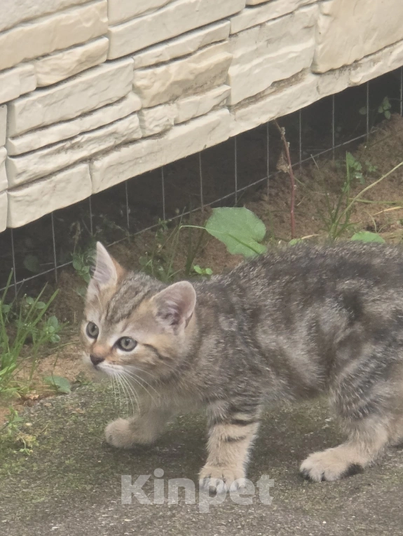 Кошки в других городах Ленинградской области: Котята 2,5 мес ищут дом, срочно! Им не выжить за городом! Разнополые, Бесплатно - фото 3