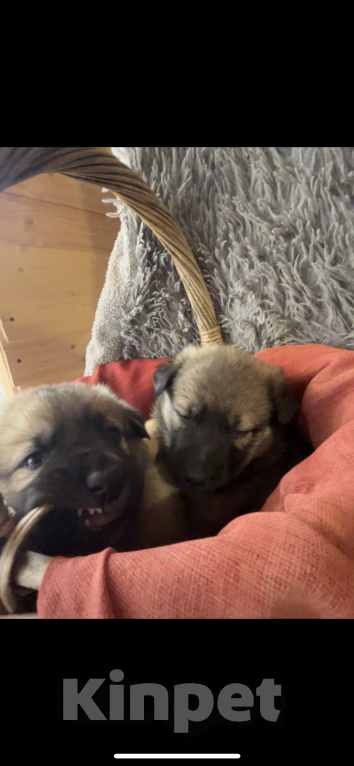 Собаки в Москве: Щеночки светлого оттенка  Мальчик, Бесплатно - фото 2