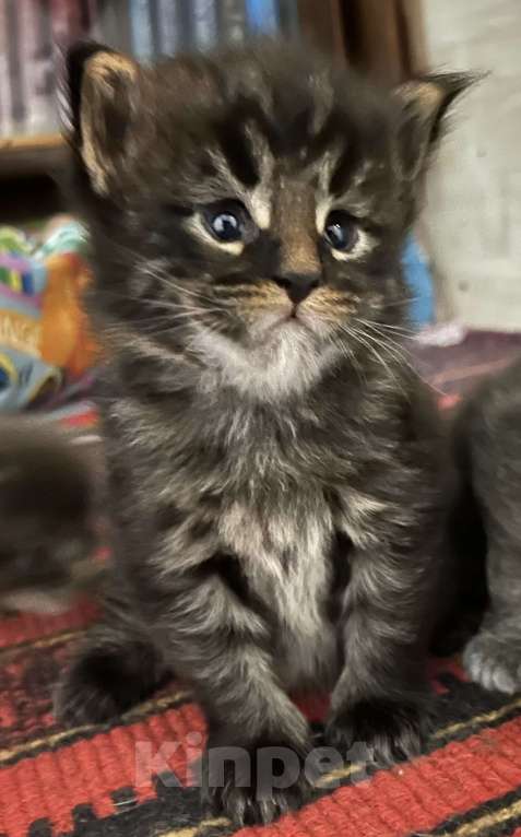 Кошки в Твери: мейн кун котята Мальчик, 40 000 руб. - фото 1