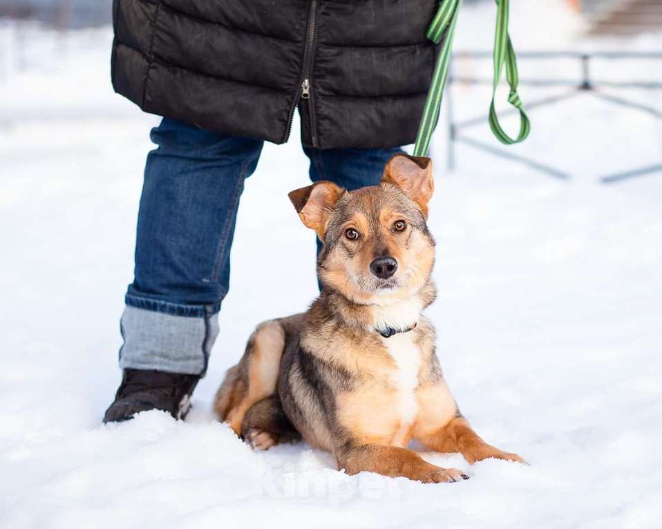 Собаки в Санкт-Петербурге: Очень трогательная собачка Девочка, Бесплатно - фото 4