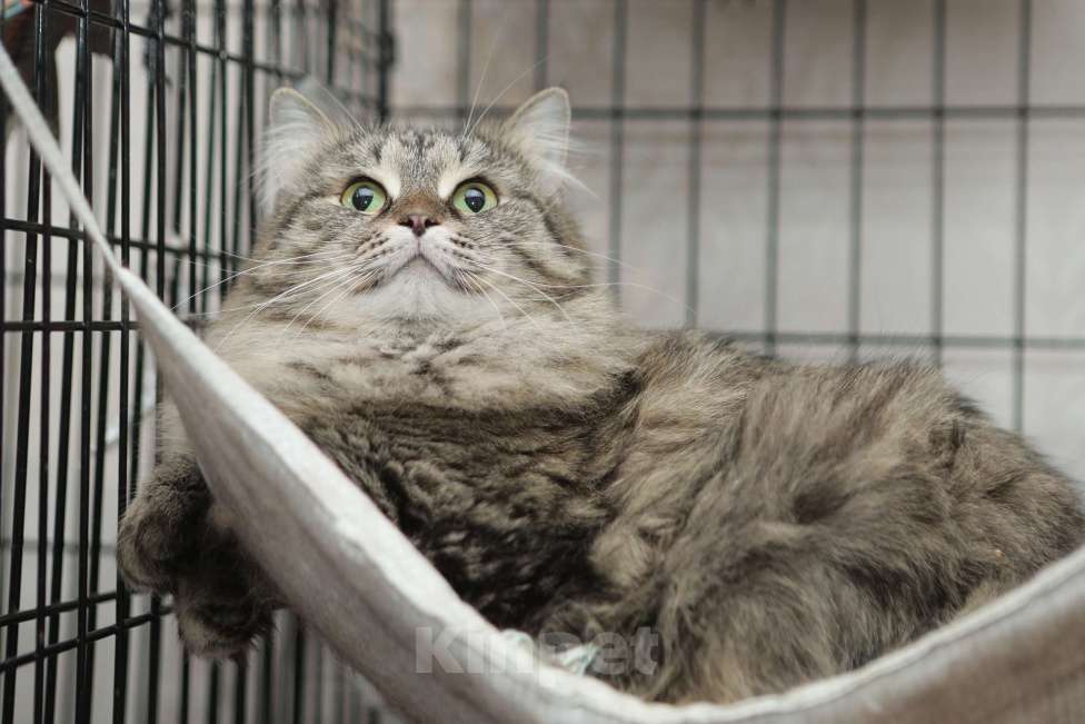 Кошки в Санкт-Петербурге: Ласковее не бывает умнейшая кошечка Девочка, 100 руб. - фото 4