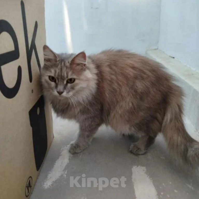 Кошки в Волгограде: Ищем дом для ласковой кошечки, ей около 6 лет. Девочка, Бесплатно - фото 1