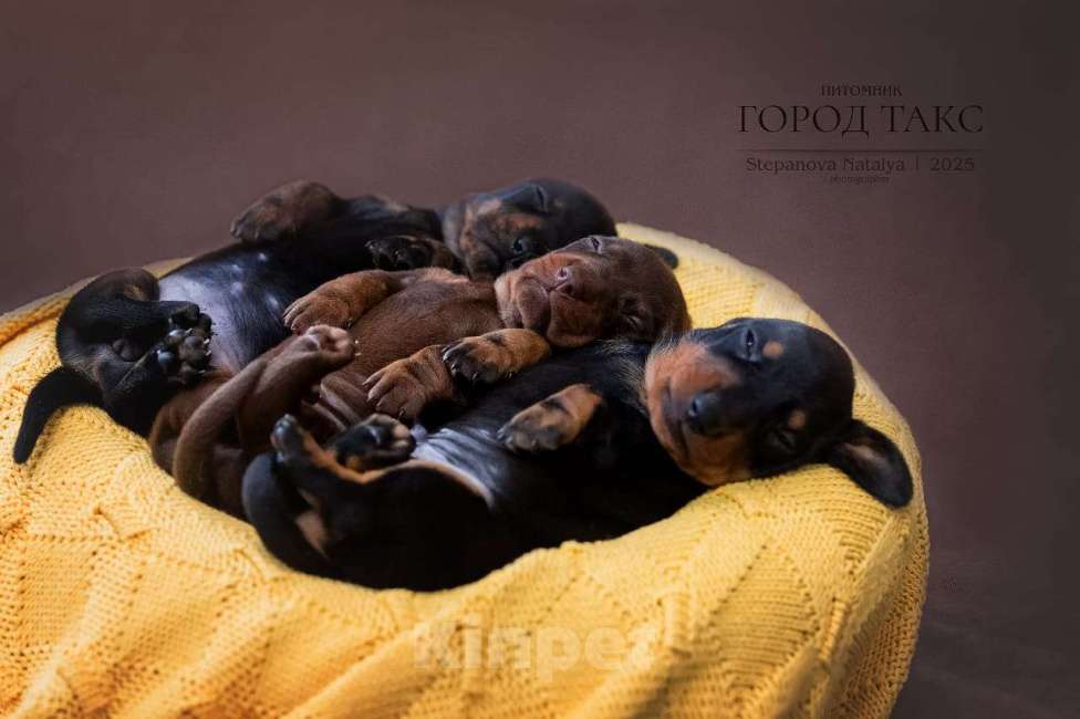 Собаки в Благовещенске: Такса миниатюрная гладкошерстная  Девочка, 60 000 руб. - фото 1