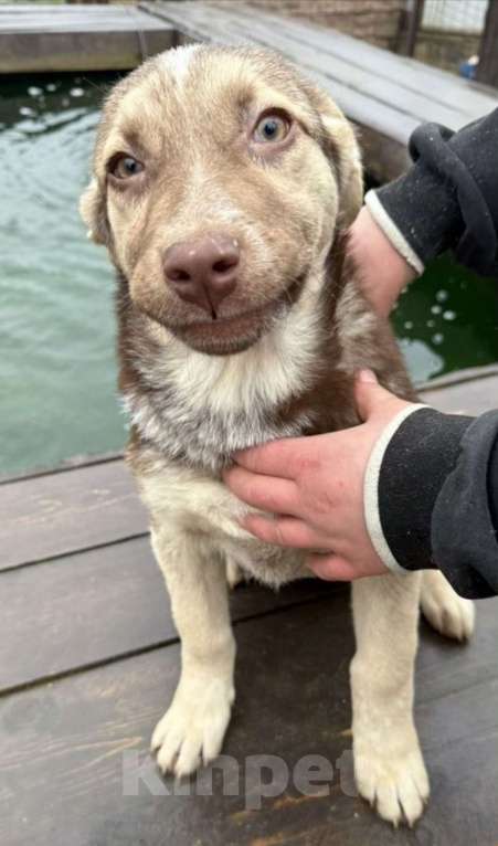 Собаки в других городах Владимирской области: Малышка Майли в поисках своих родителей Девочка, Бесплатно - фото 1