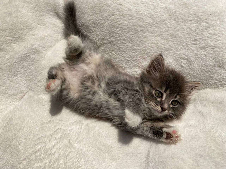 Котенок Йода ищет дом