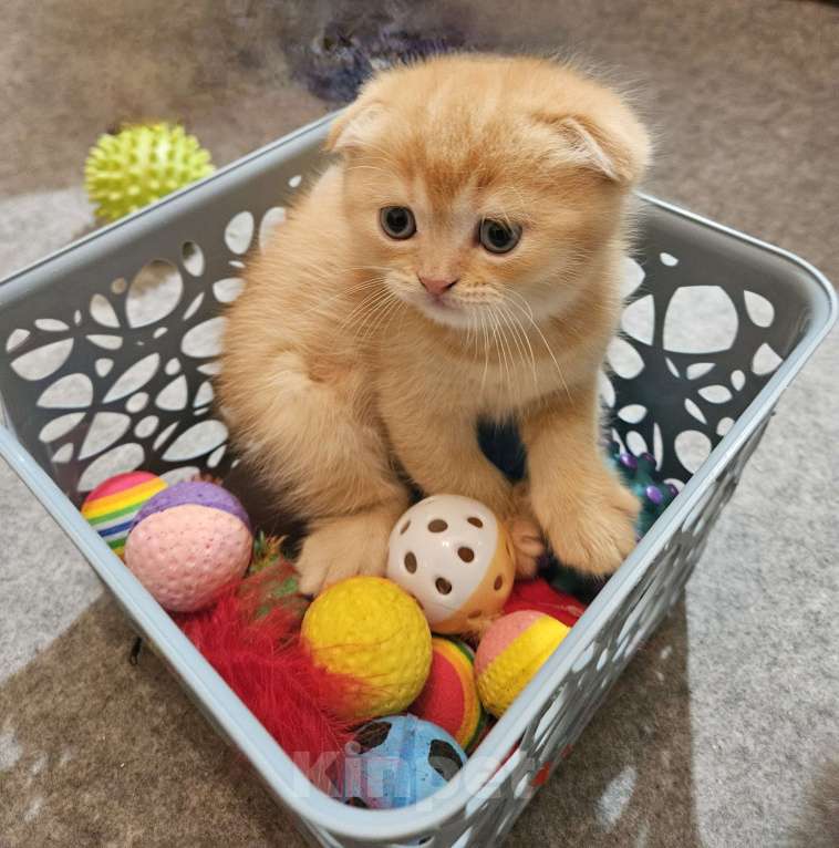 Кошки в Санкт-Петербурге: Муркотик Мальчик, 20 000 руб. - фото 6