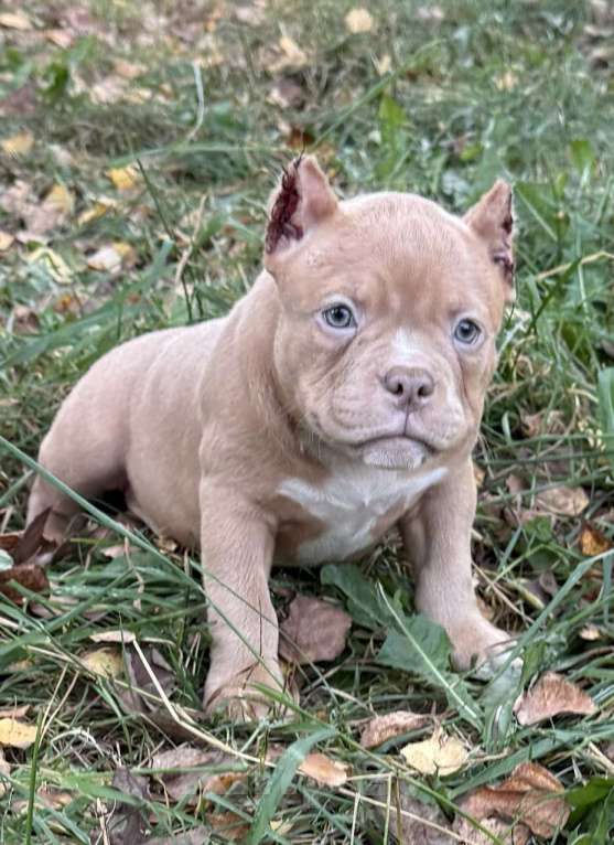 Собаки в Жуковском: Американский булли щенки покет Девочка, 90 000 руб. - фото 4