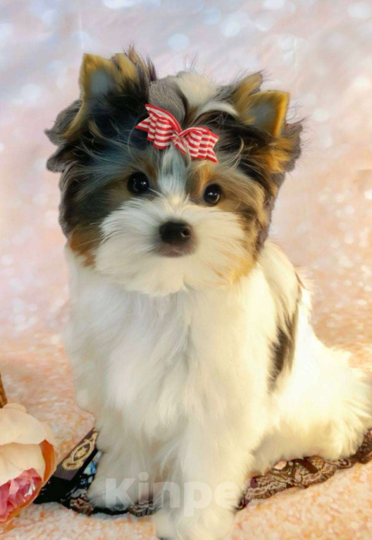 Собаки в Москве: Очаровательная девочка бивер стандарт Девочка, Бесплатно - фото 1