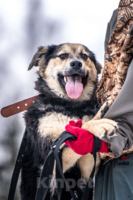 Собаки в Клине: Патрик — красивейший мощный пёс Мальчик, Бесплатно - фото 4
