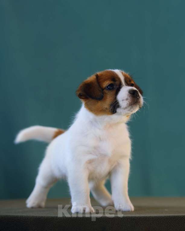 Собаки в Калининграде: Щенки джек рассел терьера Девочка, 60 000 руб. - фото 4