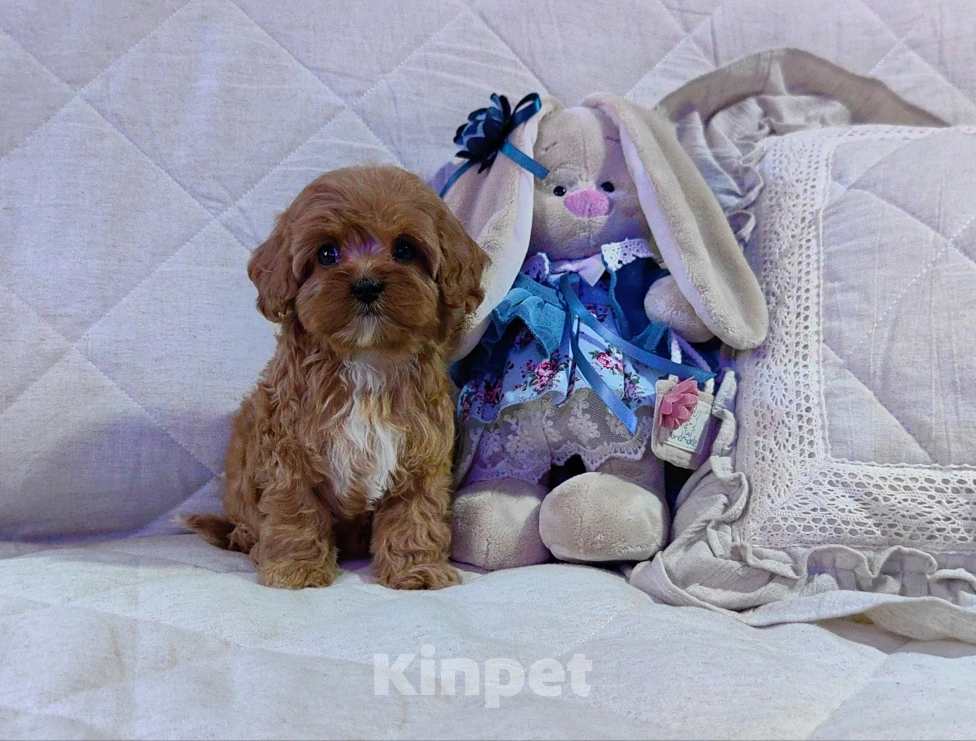 Собаки в Москве: Кавапу, щенок Мальчик, 85 000 руб. - фото 3