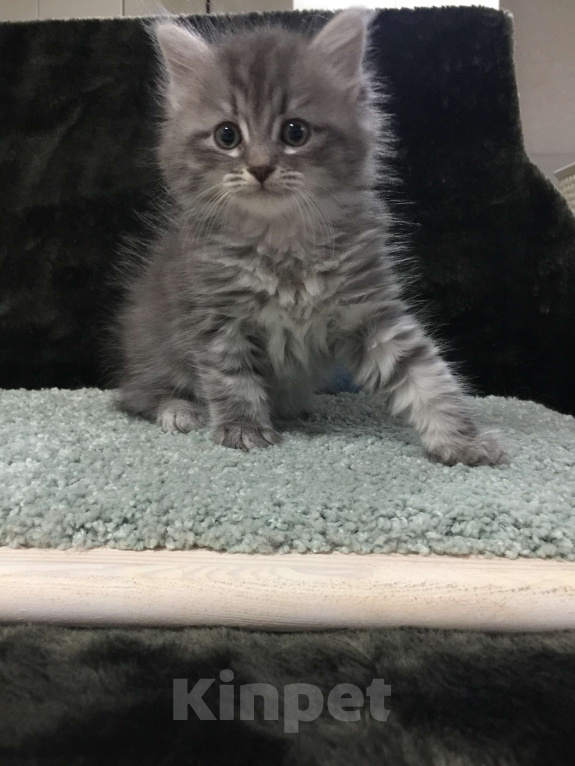 Кошки в Санкт-Петербурге: Сибирский котёнок Девочка, 45 000 руб. - фото 1