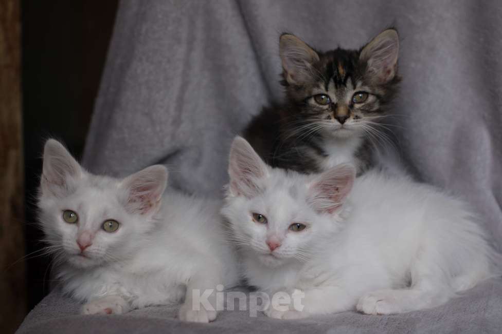 Кошки в Голицыно: Котята в поиске дома Девочка, Бесплатно - фото 1