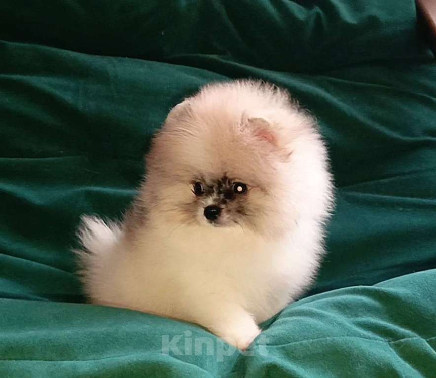 Собаки в Москве: Померанский шпиц мини мальчик Мальчик, 25 000 руб. - фото 6