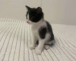 Кошки в Санкт-Петербурге: Котенок девочка 1,5 месяца домашняя Девочка, Бесплатно - фото 3