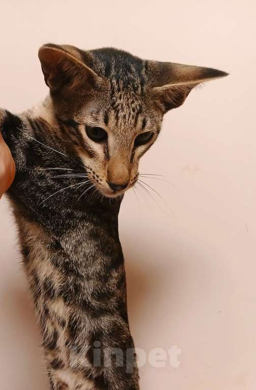 Кошки в Москве: Ориентальный мальчик мраморного окраса Мальчик, Бесплатно - фото 6