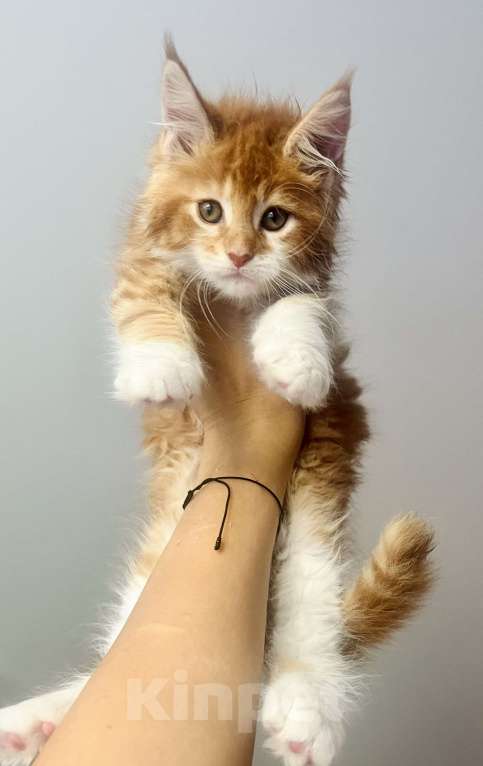Кошки в Нижнекамске: Девочка рыжий биколор Девочка, 9 000 руб. - фото 3