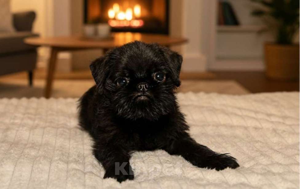 Собаки в Санкт-Петербурге: Щенок бельгийский гриффон Мальчик, Бесплатно - фото 3