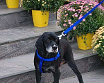 Собаки в Краснодаре: МУДРЫЙ ТОША-СПАНИЕЛЬ был предан, но продолжает верить людям Мальчик, Бесплатно - фото 1