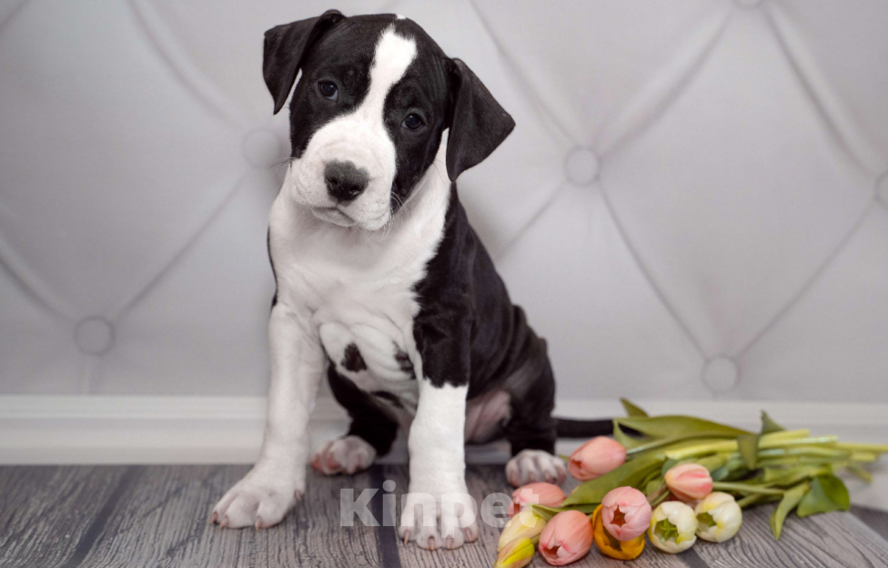 Собаки в Москве: Щенок амстаффа Мальчик, 90 000 руб. - фото 3