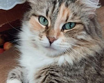 Кошки в Москве: Трехцветная пушистая Шаня, кошечка в добрые руки. Девочка, Бесплатно - фото 8