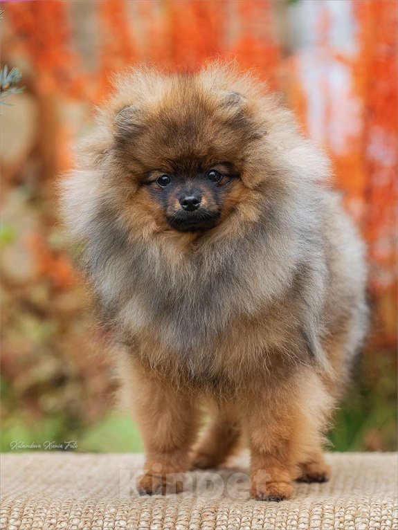 Собаки в Самаре: Мальчик красавчик Мальчик, Бесплатно - фото 2