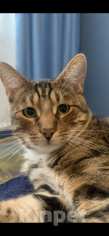 Кошки в Талдоме: Отдам в добрые руки! Срочно! Мальчик, Бесплатно - фото 2