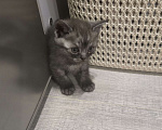 Кошки в Уссурийске: Продам  шотландского прямоухого котенка Мальчик, 5 111 руб. - фото 3