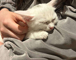 Кошки в Москве: Котёнок в добрые руки 2 месяца  Девочка, Бесплатно - фото 7