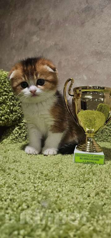 Кошки в Балашихе: Золотой ребёнок Мальчик, 40 000 руб. - фото 3