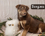 Собаки в Москве: 6 разноцветных щенков: шоколадные, трехцветные и другие ищут дом, Бесплатно - фото 8