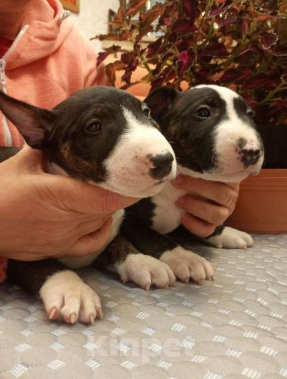 Собаки в Казани: Малыш бультерьера ищет свою семью Мальчик, Бесплатно - фото 2