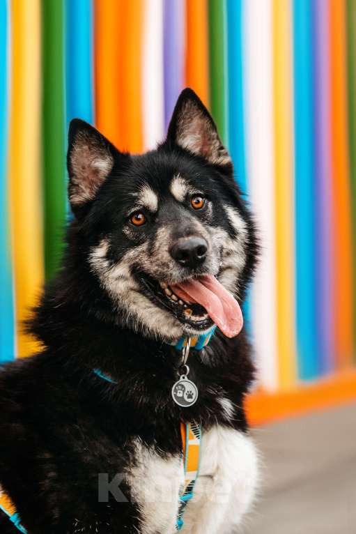 Собаки в Москве: Жизнерадостный Хьюстон ищет дом Мальчик, Бесплатно - фото 1