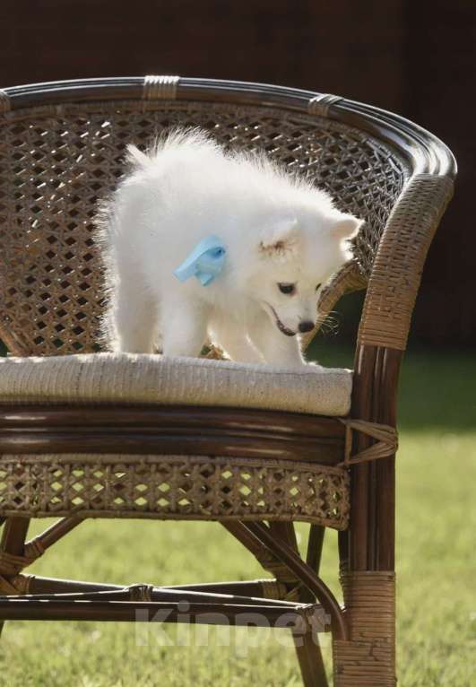 Собаки в Нефтекамске: Японский шпиц Девочка, 35 000 руб. - фото 5