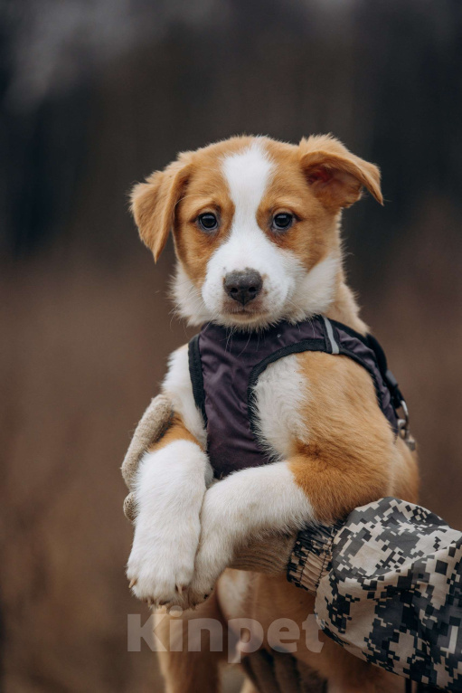 Собаки в Москве: Рыжик ищет дом Мальчик, Бесплатно - фото 2