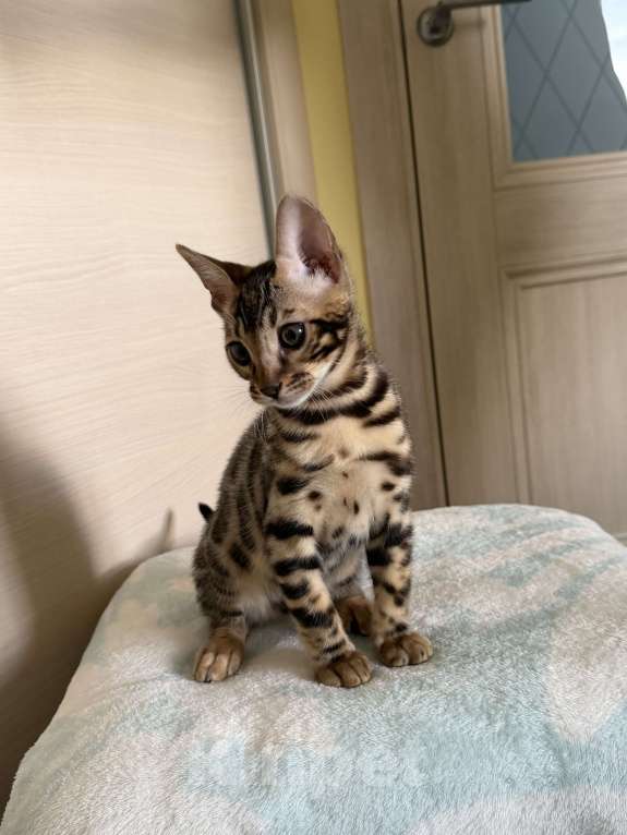 Кошки в Москве: Продаю шикарного бенгальского котенка Мальчик, 50 000 руб. - фото 1