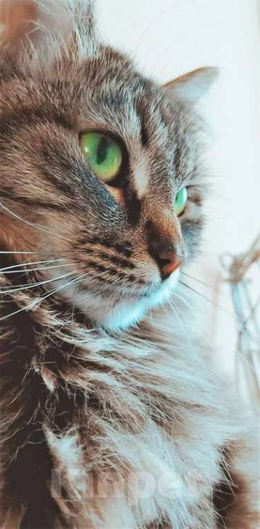 Кошки в Москве: Роскошная сибирская кошка Мурка в добрые руки Девочка, 1 руб. - фото 4