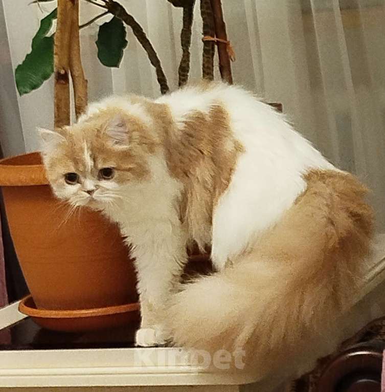 Кошки в Валдае: Кошечка- принцесса из помета победителя выставки Девочка, 27 000 руб. - фото 5