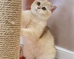 Кошки в Благовещенске: Британский котенок в набивной шубке Мальчик, 50 000 руб. - фото 4