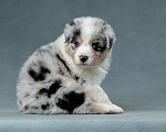 Собаки в Санкт-Петербурге: Щенок аусси с хвостом, голубые глаза Мальчик, 40 000 руб. - фото 5