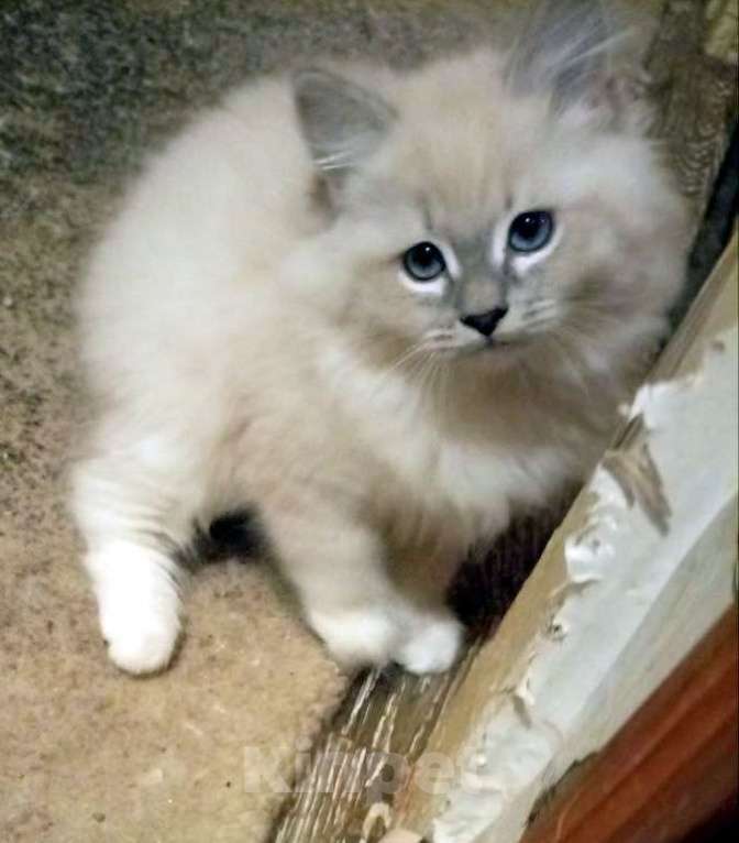 Кошки в Химках: Котята к Новому Году Мальчик, 15 000 руб. - фото 2