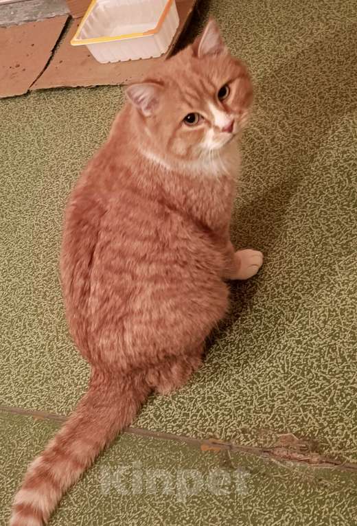 Кошки в Москве: Солнечный котик в добрые руки  Мальчик, Бесплатно - фото 1