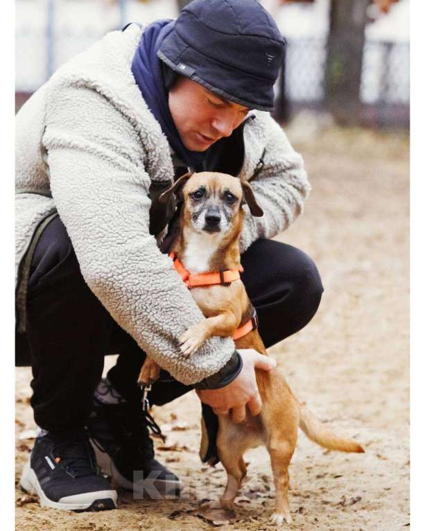 Собаки в Москве: Я Марго :) Девочка, Бесплатно - фото 7