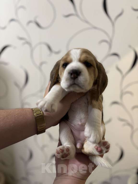 Собаки в Белгороде:  Бигль 04.01.2025 г.р девочка Девочка, 30 000 руб. - фото 4