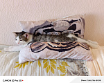 Кошки в Саратове: Отдам котёнка Девочка, Бесплатно - фото 5