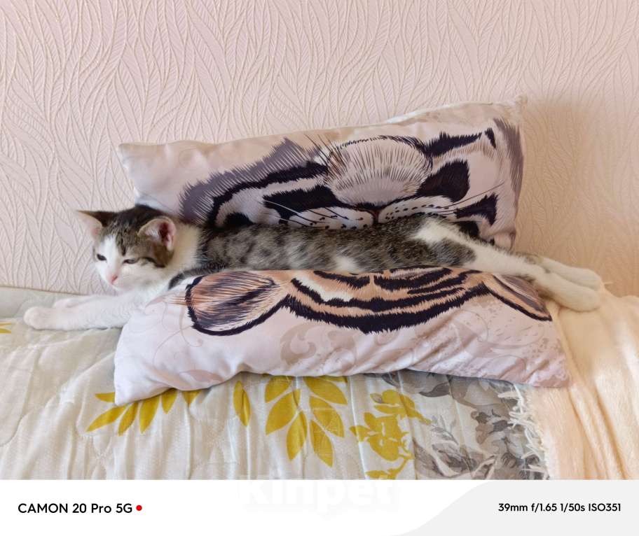 Кошки в Саратове: Отдам котёнка Девочка, Бесплатно - фото 5