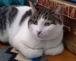 Кошки в Санкт-Петербурге: Фрося Девочка, 500 руб. - фото 4