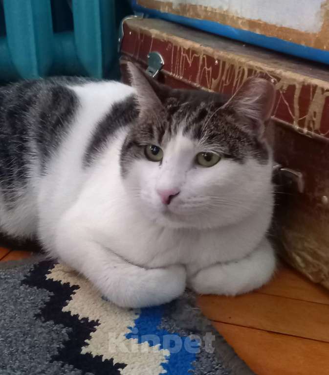 Кошки в Санкт-Петербурге: Фрося Девочка, 500 руб. - фото 4